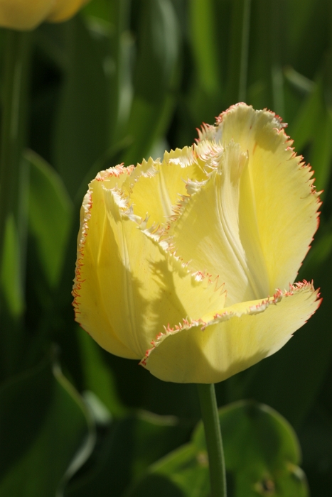 Tulipes a Morges 2006 - 117